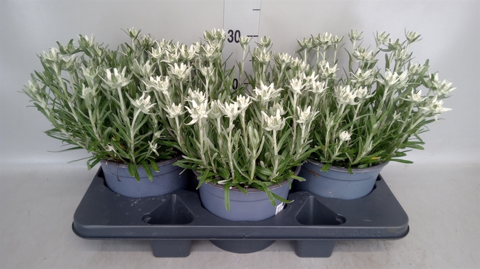 <h4>Leontopodium alpinum 'Matterhorn'</h4>