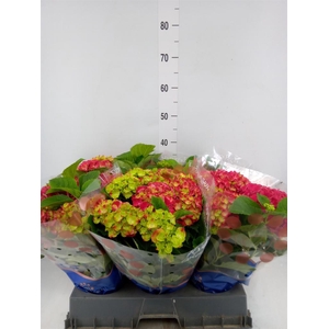 Hydrangea mac. 'Hi Fire'