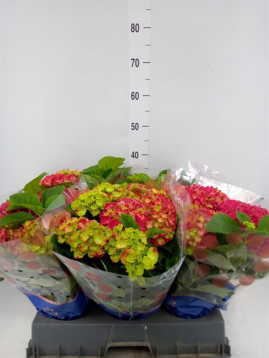 <h4>Hydrangea mac. 'Hi Fire'</h4>
