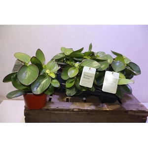 arr8 Pep Clus Red Margin