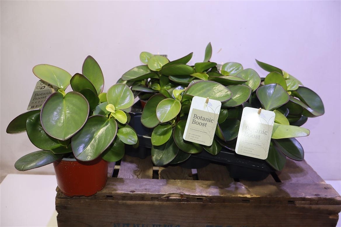 <h4>arr8 Pep Clus Red Margin</h4>