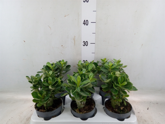 <h4>Adenium obesum</h4>