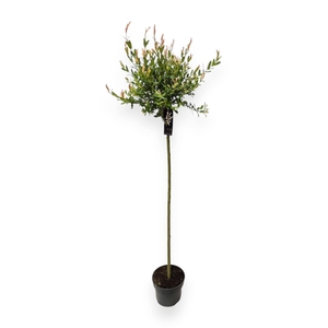 Salix integra Hakuro Nishiki