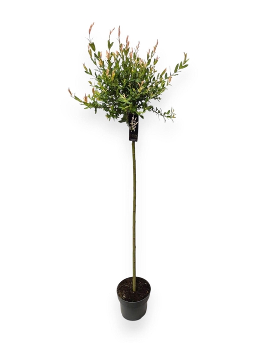 <h4>Salix integra Hakuro Nishiki</h4>
