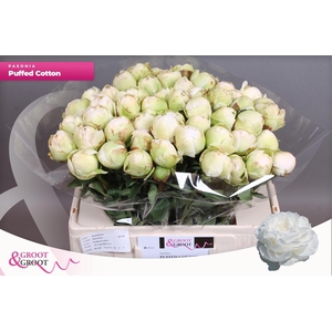 PAEO L PUFFED COTTON