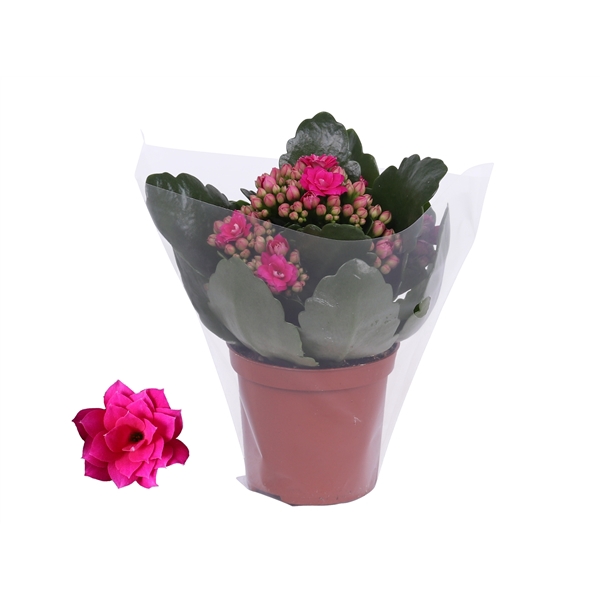 <h4>Kalanchoe Rosalina 07cm Don Victorio paars, Blanco hoes</h4>