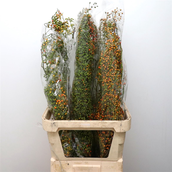 <h4>Rosa Corallo Green Orange</h4>