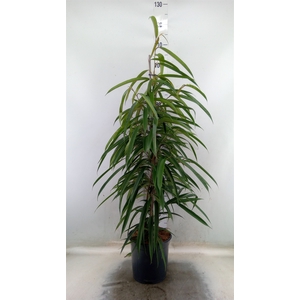 Ficus binn. 'Alii'