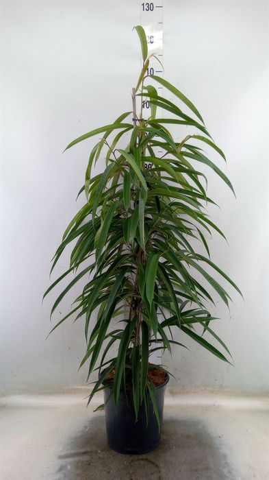 <h4>Ficus binn. 'Alii'</h4>