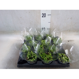 Senecio rowleyanus