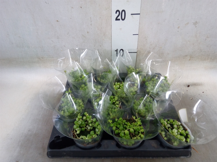 <h4>Senecio rowleyanus</h4>