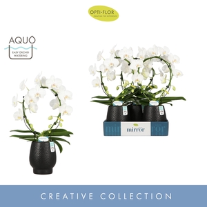 Phalaenopsis wit meer takken