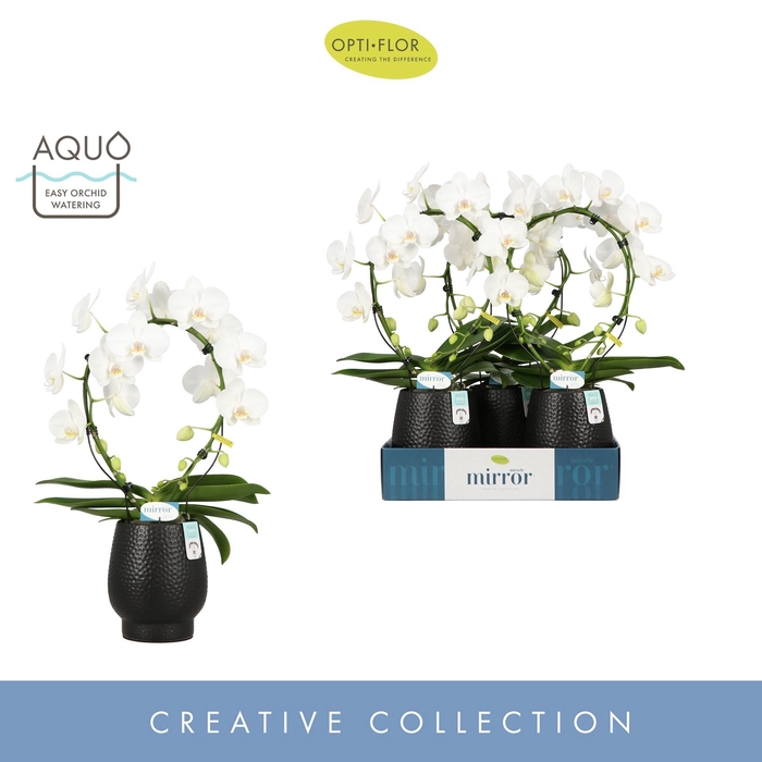<h4>Phalaenopsis wit meer takken</h4>