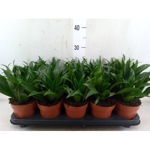 Dracaena frag. 'Compacta'
