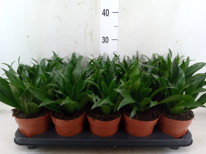 <h4>Dracaena frag. 'Compacta'</h4>