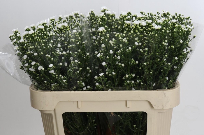 <h4>Aster Paquita</h4>