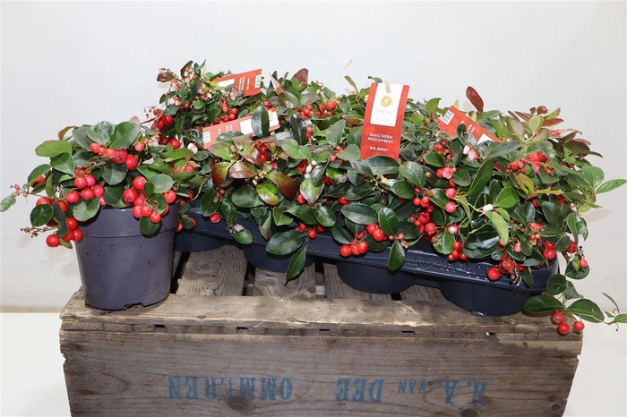 <h4>Gaulth Pr Big Berry</h4>