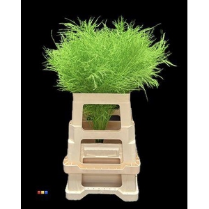 Treefern Green
