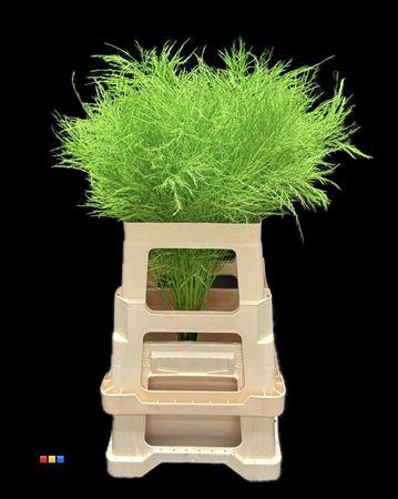 <h4>Treefern Green</h4>