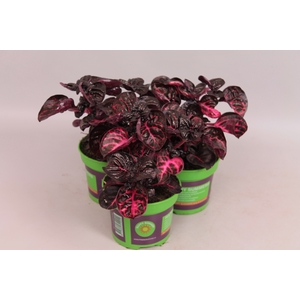 Iresine Red Haert Bailly