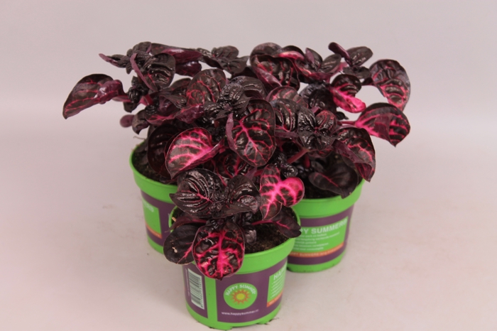 <h4>Iresine Red Haert Bailly</h4>