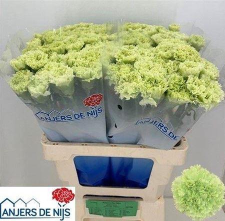 <h4>Di St Goblin</h4>