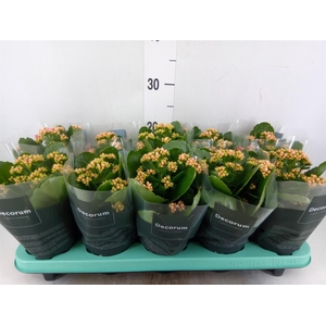 Kalanchoe blos. 'Serenity Pink'