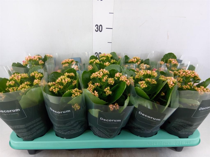 <h4>Kalanchoe blos. 'Serenity Pink'</h4>