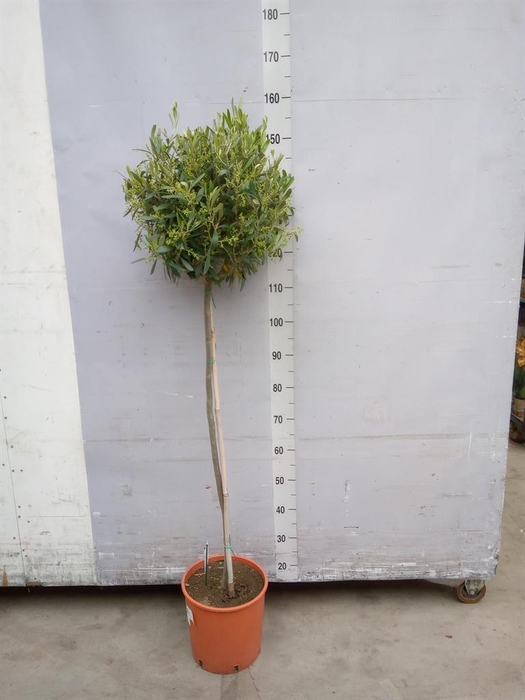 <h4>Olea europaea</h4>