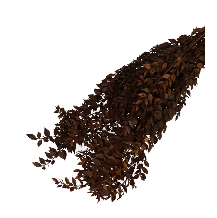 <h4>Droogbloem Ruscus 65cm 110g</h4>