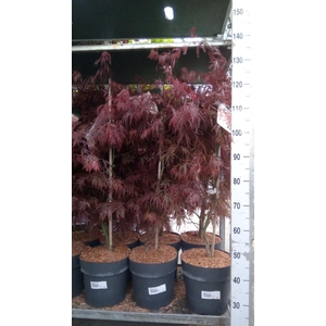 Acer palmatum 'Garnet'