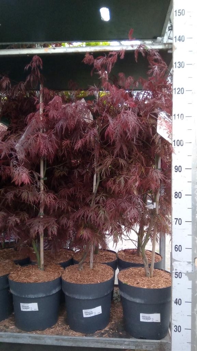 <h4>Acer palmatum 'Garnet'</h4>