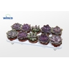 Echeveria Pink Mix (3spc.)