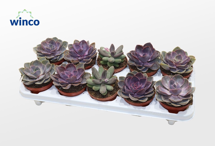 Echeveria Pink Mix (3spc.)