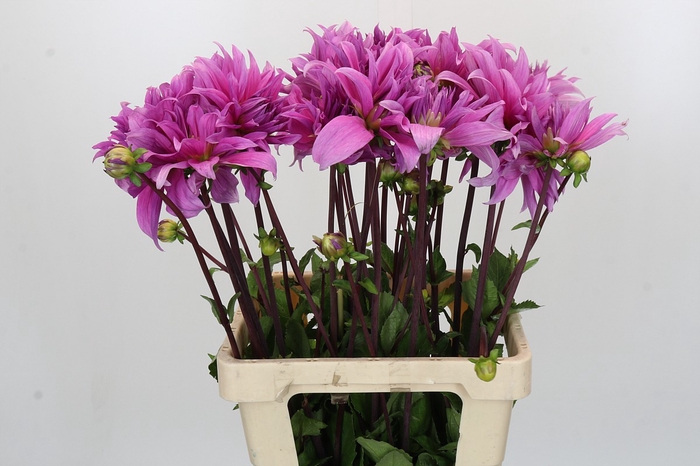 Dahlia Babylon Lila
