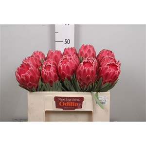 Protea Venus
