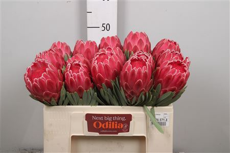 <h4>Protea Venus</h4>
