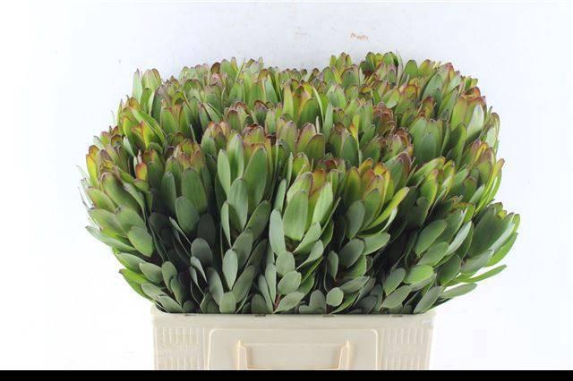 <h4>LEUCAD SAF GOLDSTRIK</h4>