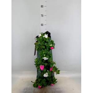 Perkplanten   ...sorted   [Bedding]