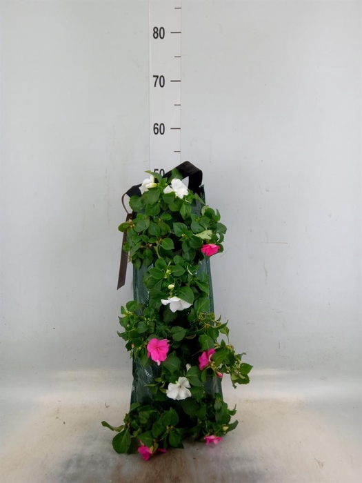 <h4>Perkplanten   ...sorted   [Bedding]</h4>