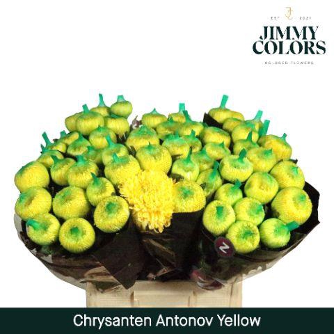<h4>Chr G Antonov Yellow</h4>