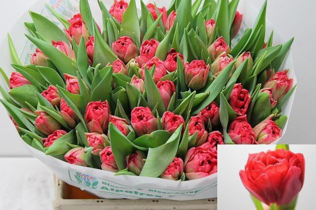 <h4>TU DU DOUBLE TWIST</h4>