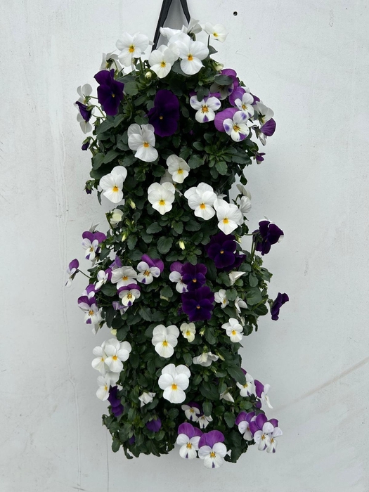 <h4>VIO CORNUTA</h4>