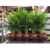 Chamaedorea Elegans P24