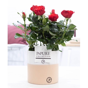 Rosa red in P&PURE Rosy ceramics