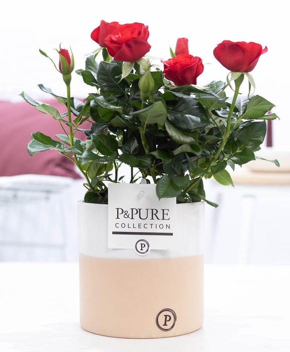 <h4>Rosa red in P&PURE Rosy ceramics</h4>