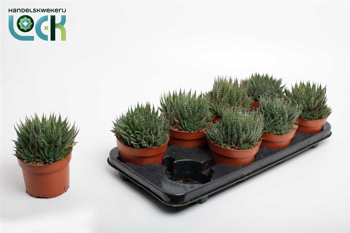 <h4>Aloe aristata</h4>