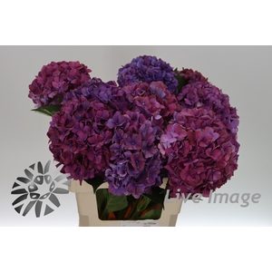 Hydrangea purple haze