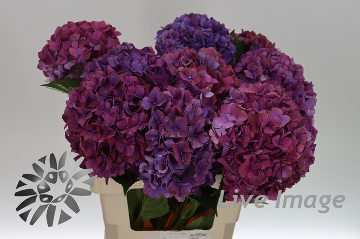 <h4>Hydrangea purple haze</h4>