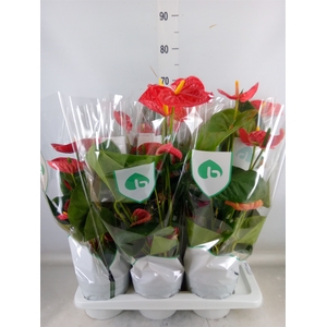 Anthurium andr. 'Madural'